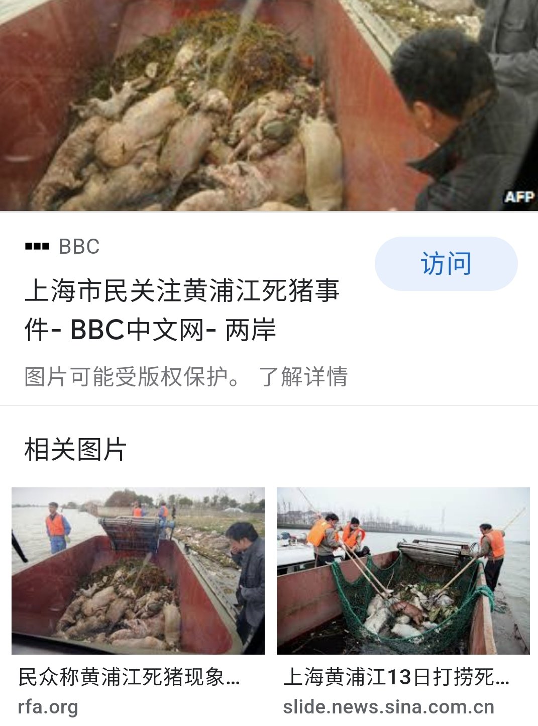 黄浦江死猪漂流是深于一切啼笑的末世预言