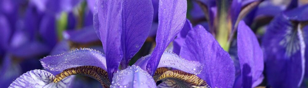 Iris Violet Flower Bloom Dew Drops  - Nowaja / Pixabay